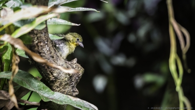 3501-©XS-Oiseaux-04-2016-2.jpg