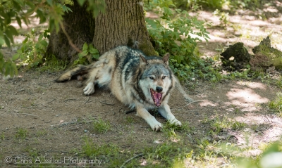 Loup_5_M©.jpg