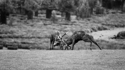 w - Combat de cerfs - 2501 - N&B -  ©S.jpg