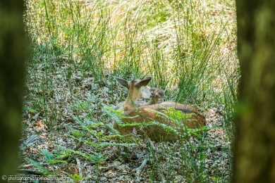 Biche et son faon - 3113 - 1 - ©S.jpg