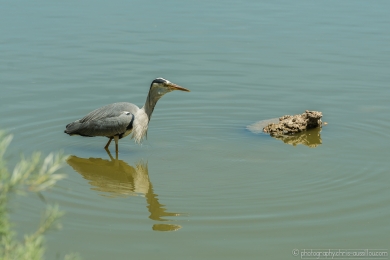 Héron glouton - 4750- 1 - ©S.jpg