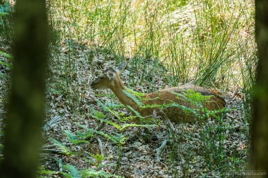 Biche et son faon - 3122 - 1 - ©S.jpg