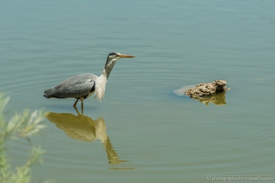 Héron glouton - 4751- 1 - ©S.jpg