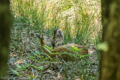 02 - Biche et son faon - 3096 - 1 - ©S.jpg
