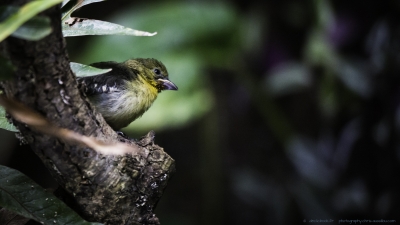 3517-©XS-Oiseaux-04-2016-2.jpg