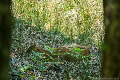 Biche et son faon - 3120 - 1 - ©S.jpg