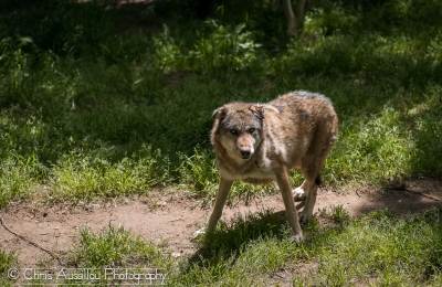 Loup_4_M©.jpg