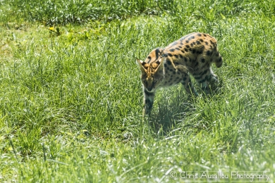 AA5 Le serval et le serpent  13_2 S.jpg