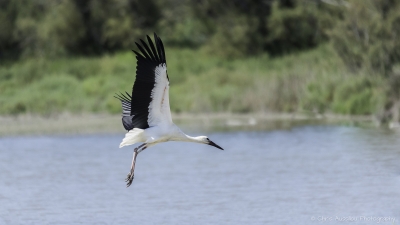 La cigogne-3839-©XS.jpg