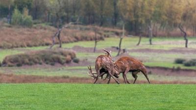 Combat de cerfs - 2494 - ©S.jpg