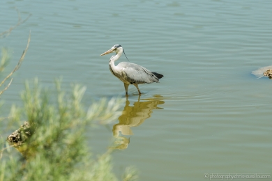 Héron glouton - 4724 - 1 - ©S.jpg