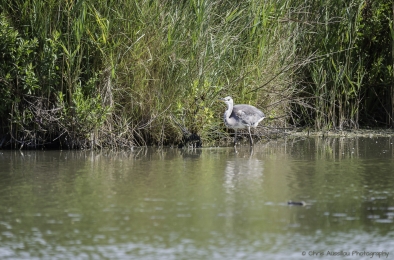 Le héron chasseur-3835-©XS.jpg