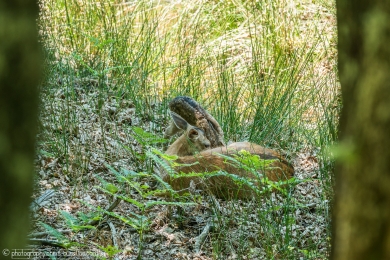 Biche et son faon - 3105 - 1 - ©S.jpg