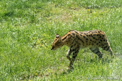 AA4 Le serval et le serpent  14_2 S.jpg