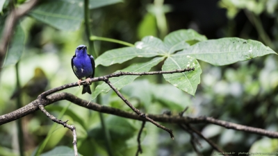 3500-©XS-Oiseaux-04-2016-2.jpg