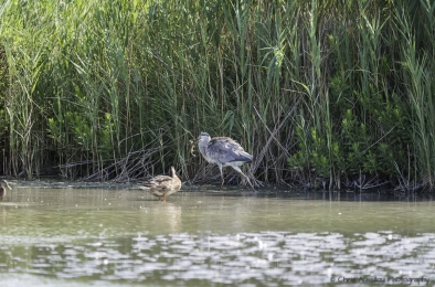 Le héron chasseur-3770-©XS.jpg
