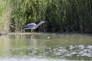 Le héron chasseur-3825-©XS.jpg