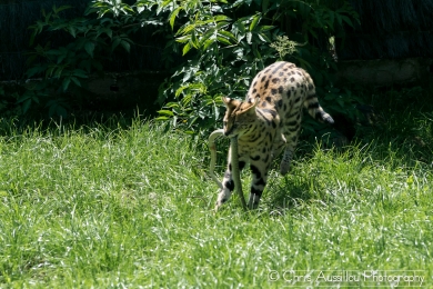AA9 Le serval et le serpent  8_2 S.jpg