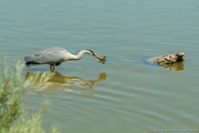 Héron glouton - 4731 - 1 - ©S.jpg