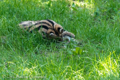 AA11 Le serval et le serpent  14_2 S.jpg