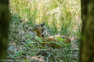 Biche et son faon - 3114 - 1 - ©S.jpg