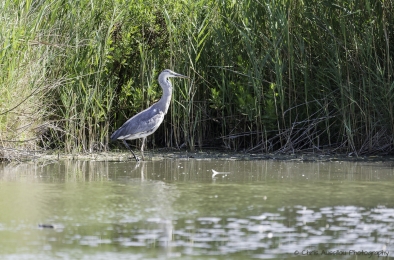 Le héron chasseur-3830-©XS.jpg