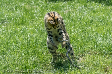 AA6 Le serval et le serpent 4 S.jpg