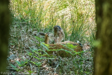 Biche et son faon - 3106 - 1 - ©S.jpg
