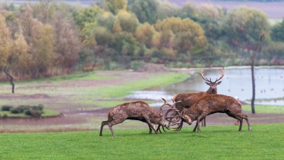 Combat de cerfs - 2483 - ©S.jpg