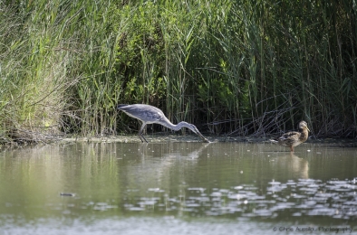 Le héron chasseur-3792-©XS.jpg