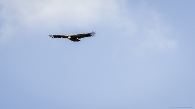 34-Vautours Remuzat-3855-©XS.jpg