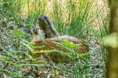 Biche et son faon - 3086 - 1 - ©S.jpg