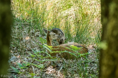 Biche et son faon - 3099 - 1 - ©S.jpg