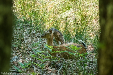 Biche et son faon - 3108 - 1 - ©S.jpg
