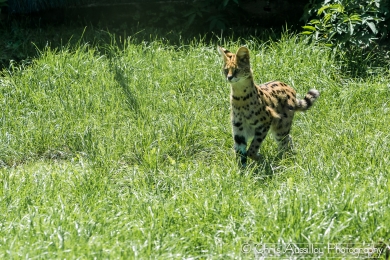 AA2 Le serval et le serpent  10_2 S.jpg