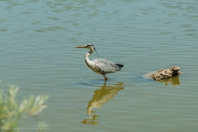 Héron glouton - 4722 - 1 - ©S.jpg