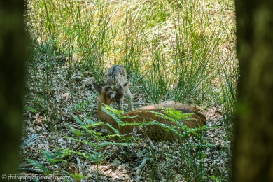 Biche et son faon - 3115 - 1 - ©S.jpg