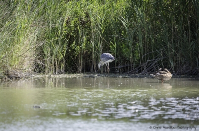 Le héron chasseur-3783-©XS.jpg