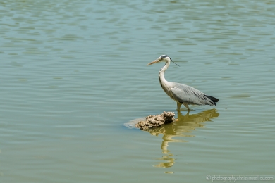 Héron glouton - 4720 - 1 - ©S.jpg