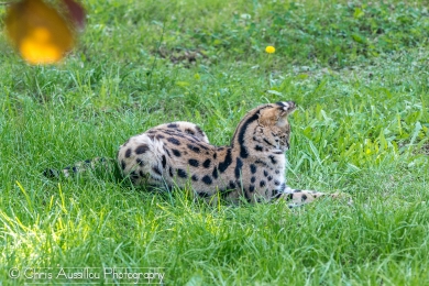 AA12 Le serval et le serpent 1 S.jpg