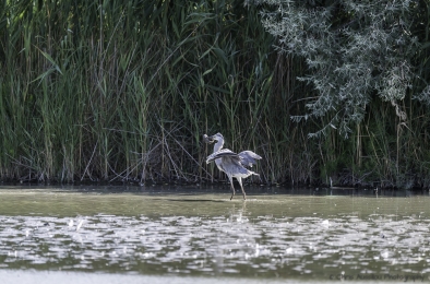 Le héron chasseur-3761-©XS.jpg