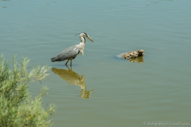 Héron glouton - 4755- 1 - ©S.jpg
