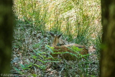 Biche et son faon - 3109 - 1 - ©S.jpg