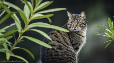 Le chat de Cassis-8818b-©XM.jpg