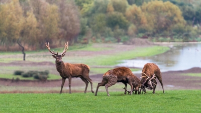 Combat de cerfs - 2489 - ©S.jpg