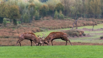 Combat de cerfs - 2499 - ©S.jpg