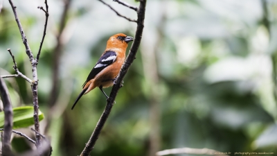 3476-©XS-Oiseaux-04-2016-2.jpg