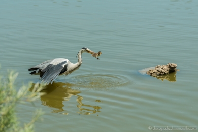Héron glouton - 4732 - 1 - ©S.jpg