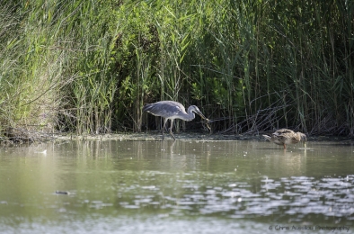 Le héron chasseur-3787-©XS.jpg