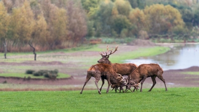 Combat de cerfs - 2488 - ©S.jpg